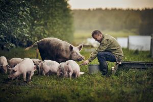 Bertel Hestbjerg sidder på faremarken. Grisene løber rundt omkring ham.