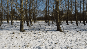 Skoven om vinteren