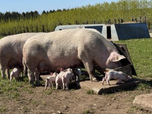 Hestbjergs Naturgrise. Soen spiser af truget og pattegrisene drøner rundt omkring.