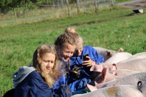 Piger fra Hellerup passer øko grise