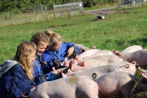Piger fra Hellerup passer øko grise