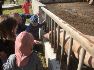 Besøgene til Sofari ser på gris
