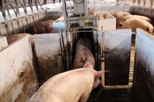 Udvejningsvægt til økologiske grise