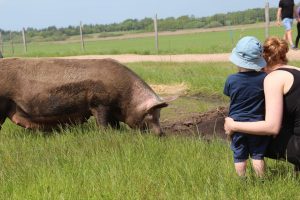 Besøgene til Sofari ser på grise i marken