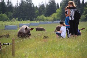 Besøgene til Sofari ser på grise i marken