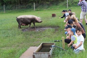 Besøgene til Sofari kigger på gris