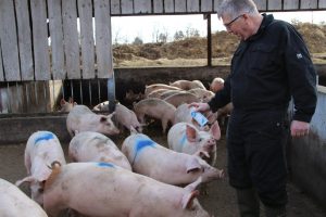 Søren Peder afmærker de økologiske grise