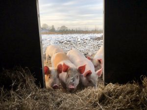 Økologiske grise kigger ind i farehytte