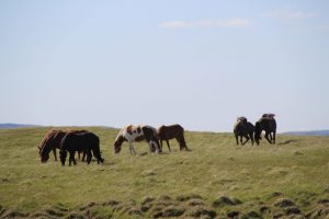 Islandske heste Island