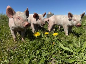 Pattegris på marken Hestbjergs Naturgrise