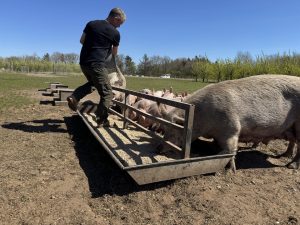 Bertel Hestbjerg håndfodre grisene i familiegrupperne. Hestbjergs Naturgrise.