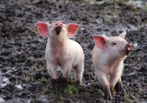 Små grise med mudder på trynen
