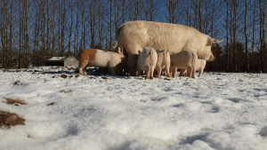 Vinterbillede - so med grise
